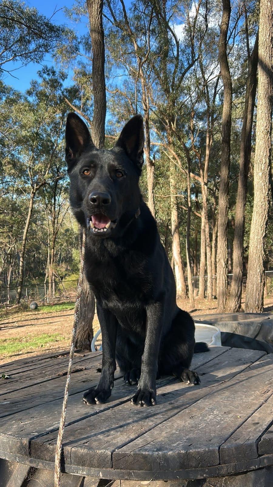 Unit K-9 'Havoc'